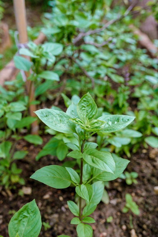 L'énergie verte d'ilek : un choix responsable et local
