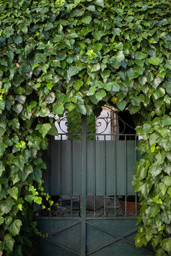 Découvrez la boutique du lierre : près de 500 variétés uniques